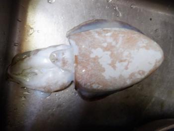 350(W)×263(H) 10.96