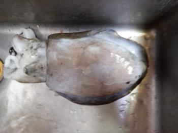 350(W)×263(H) 11.47