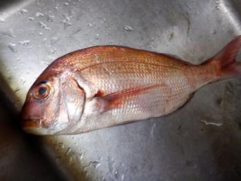 350(W)×263(H) 14.09