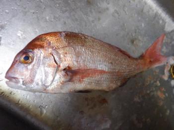 350(W)×263(H) 14.53