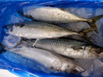 350(W)×263(H) 17.85