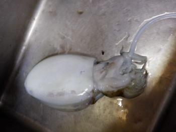 350(W)×263(H) 10.17