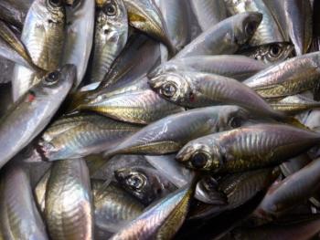 350(W)×263(H) 20.66