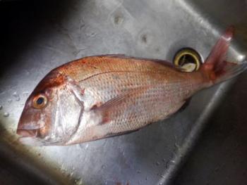 350(W)×263(H) 13.14