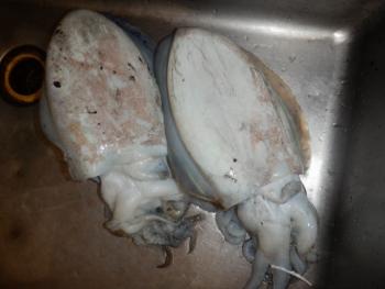 350(W)×263(H) 11.78