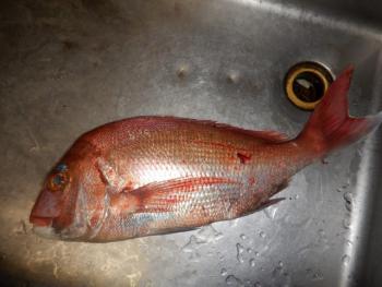 350(W)×263(H) 14.52