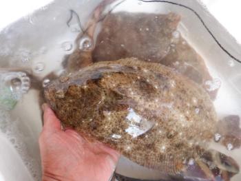 350(W)×263(H) 15.17