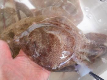 350(W)×263(H) 13.27