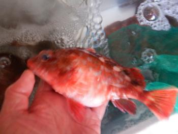 350(W)×263(H) 13.35