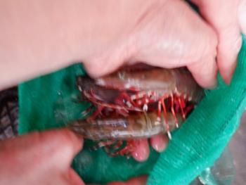 350(W)×263(H) 12.01