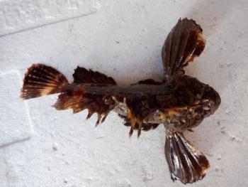 350(W)×263(H) 14.45