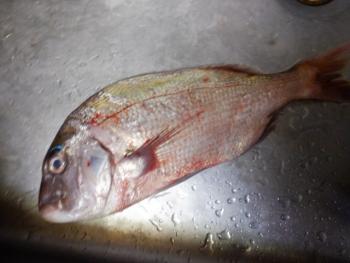 350(W)×263(H) 13.47