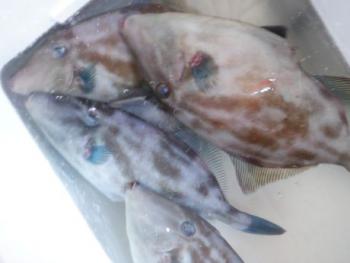 350(W)×263(H) 11.28