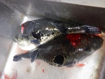 350(W)×263(H) 13.19