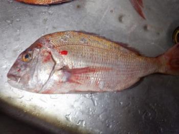 350(W)×263(H) 13.99