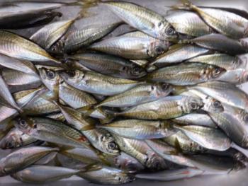 350(W)×263(H) 21.97