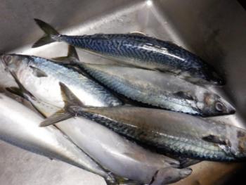 350(W)×263(H) 15.83