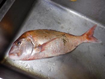 350(W)×263(H) 12.41