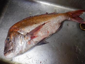 350(W)×263(H) 15.34