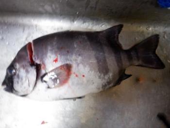 350(W)×263(H) 11.67