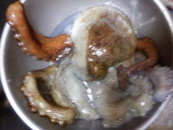 350(W)×263(H) 14.56