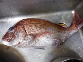 350(W)×263(H) 14.74