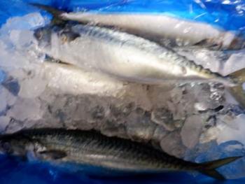 350(W)×263(H) 15.04