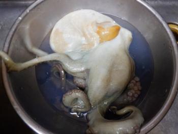 350(W)×263(H) 11.94