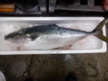 350(W)×263(H) 14.42