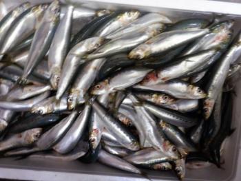 350(W)×263(H) 19.96