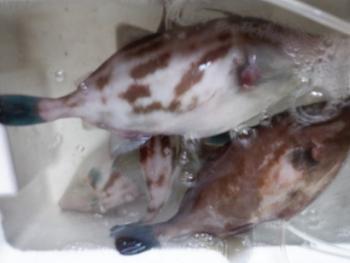 350(W)×263(H) 11.42