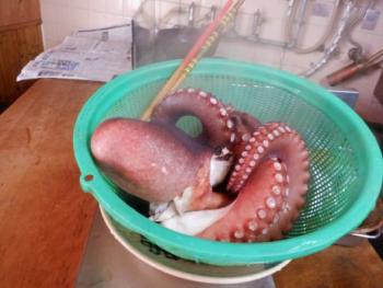 350(W)×263(H) 16.11