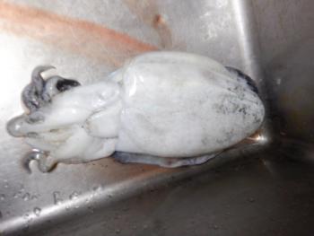 350(W)×263(H) 10.43