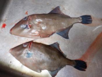 350(W)×263(H) 12.68