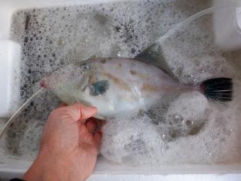 350(W)×263(H) 13.55