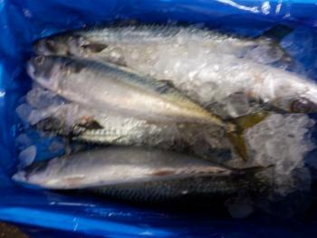 350(W)×263(H) 14.59