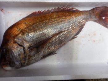 350(W)×263(H) 13.52