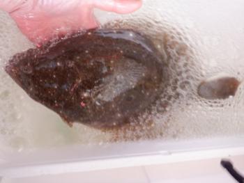 350(W)×263(H) 11.99