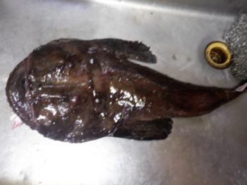 350(W)×263(H) 13.25