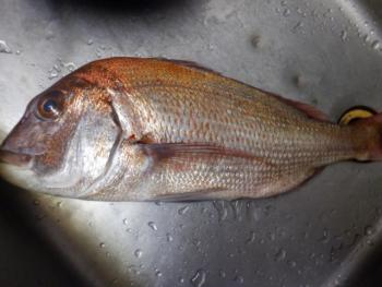 350(W)×263(H) 14.82