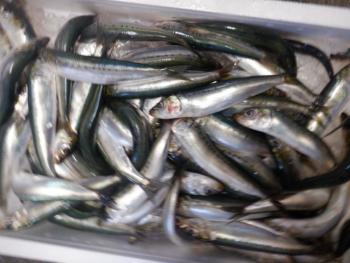 350(W)×263(H) 18.22