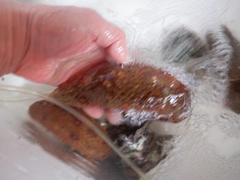 350(W)×263(H) 12.67