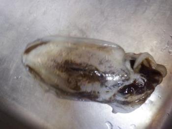 350(W)×263(H) 11.55