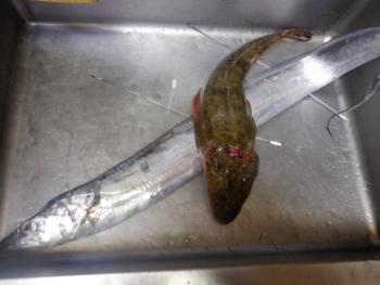 350(W)×263(H) 12.58