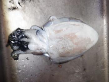 350(W)×263(H) 11.31