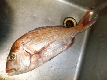 350(W)×263(H) 14.43